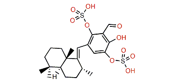 Siphonodictyal B3